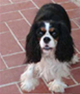 Cavalier King Charles Spaniel. Camada B.