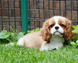 Cavalier King Charles Spaniel.  Ch. Jeannine Salika Soul.