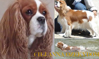 Cavalier King Charles Spaniel.  Ch. Anna Ozkydom.