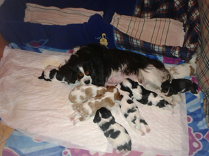 Cavalier King Charles Spaniel.  Ch. LIANE´S MY SWEETHEART.