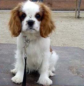 Cavalier King Charles Spaniel.  Ch. Be My Angel.