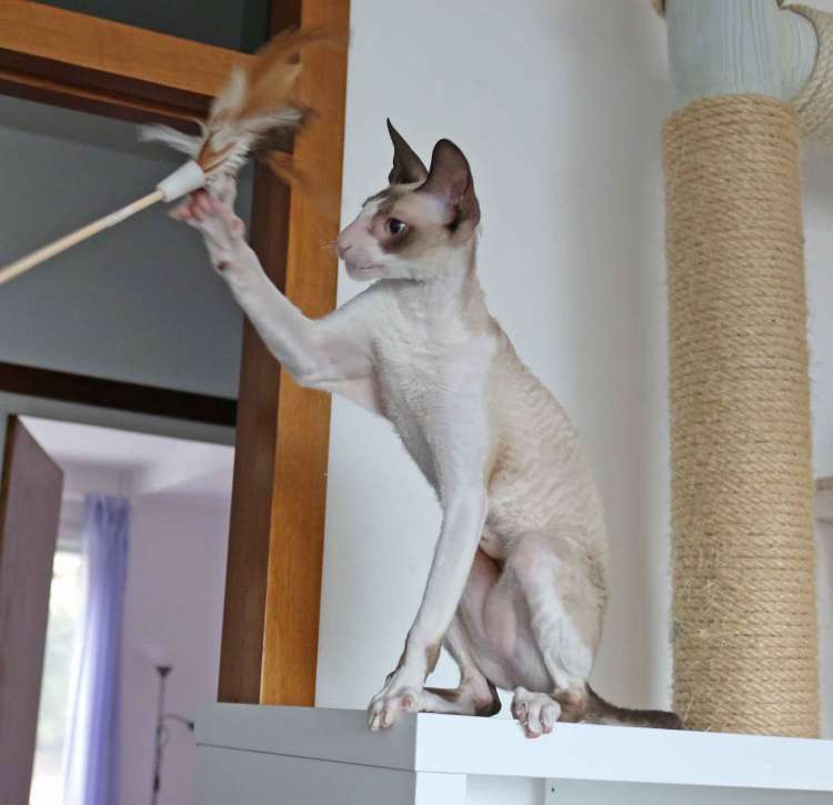 Cornish Rex.