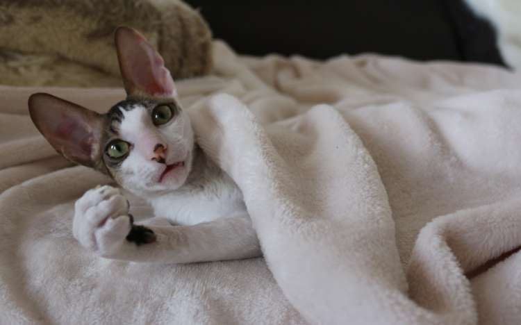 Cornish Rex.