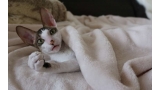 Cornish Rex.