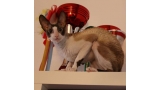 Cornish Rex.