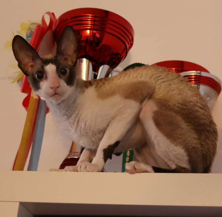 Cornish Rex.