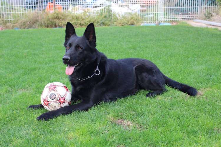 Pastor Alemán. Gritzy De Montefiero.