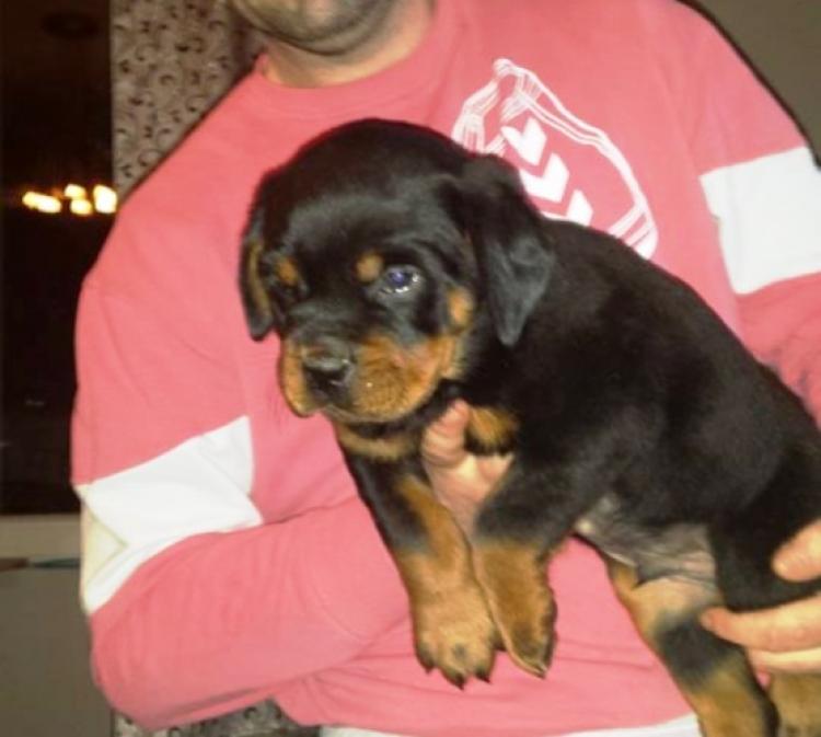 Rottweiler. Prince Von Haus Drazic.