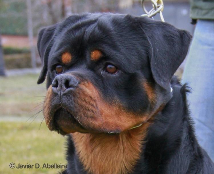 Rottweiler.  Ch. Falco Von Haus Drazic.