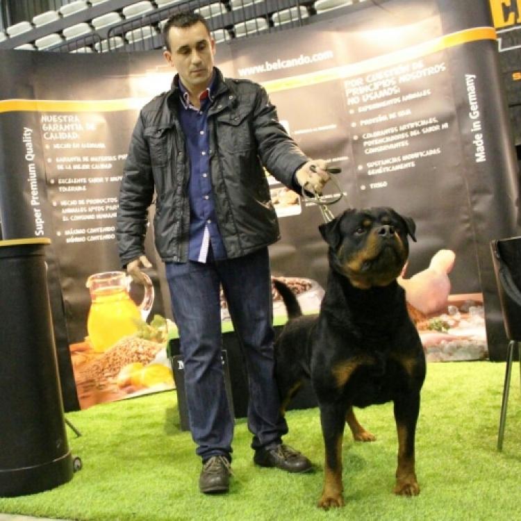 Rottweiler.  Ch. Marko De Breogan.