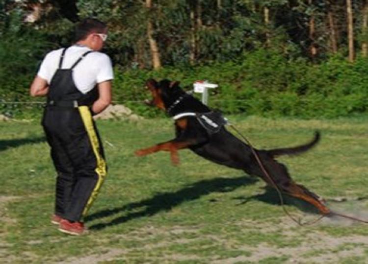 Rottweiler.  Ch. Marko De Breogan.