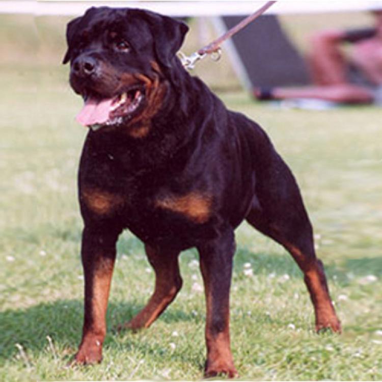 Rottweiler.  Ch. Dingo De Breogan.