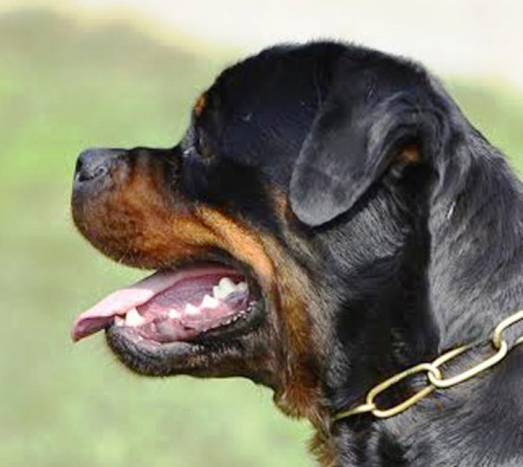Rottweiler. Dona Of Nicola´s Lion.