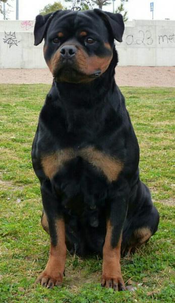 Rottweiler.  Ch. Ruby Miracle Rott.