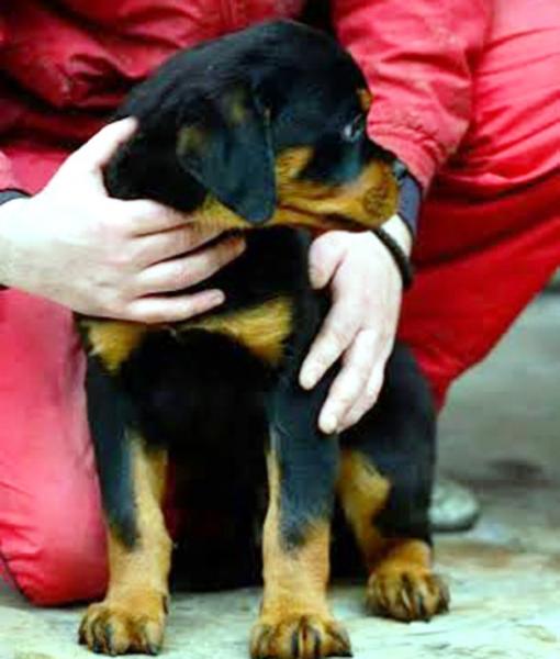 Rottweiler. Patack Von Haus Drazic.