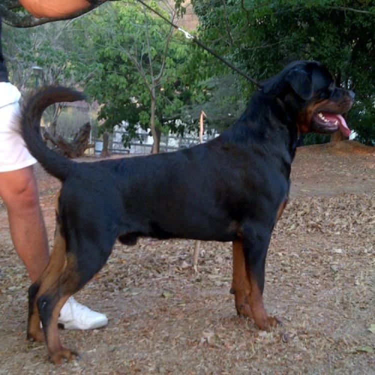 Rottweiler.  Ch. Sukko De Breogan.