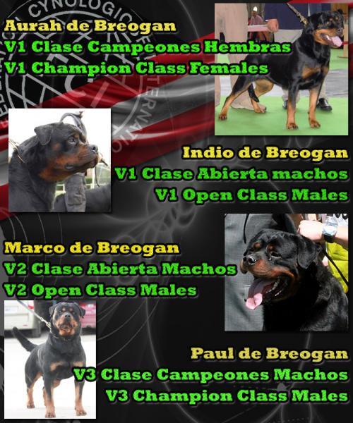 Rottweiler. Rottweiler.