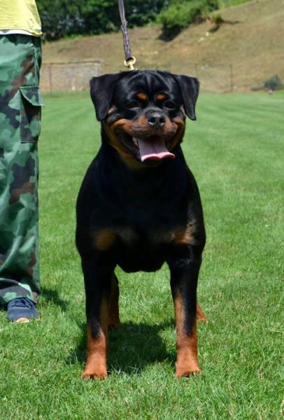 Rottweiler. Bumbara Vom Hause Pista.