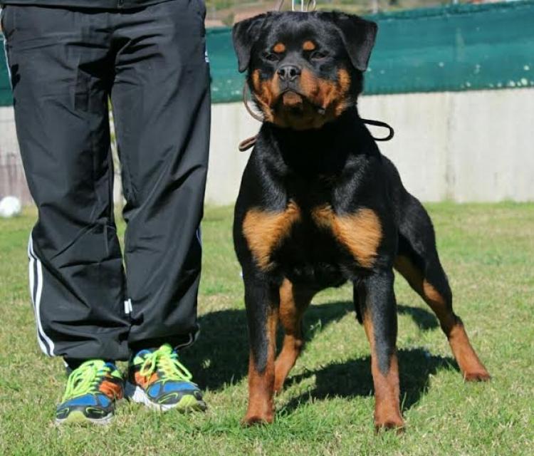 Rottweiler. Onda De Breogan.