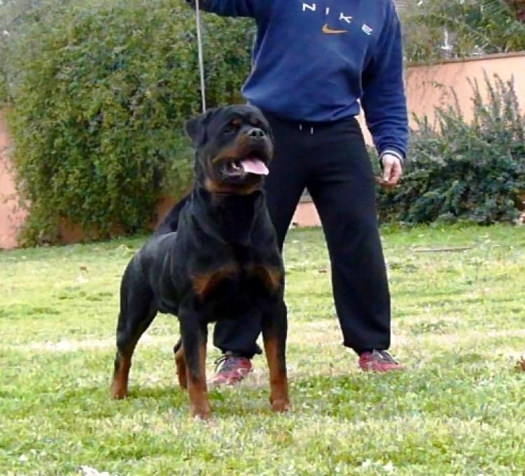 Rottweiler.  Ch. N´rock N´roller From House Rotvis.