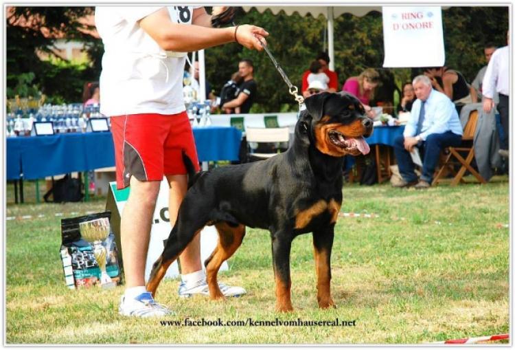 Rottweiler. ZEUS IV DE BREOGAN. Rottweiler. ZEUS IV DE BREOGAN.