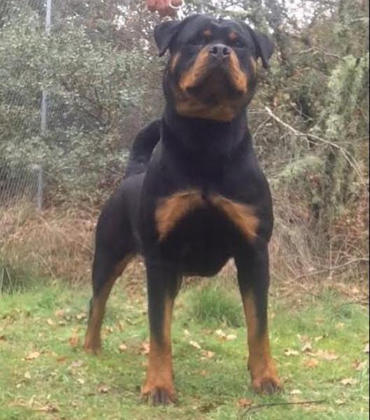 Rottweiler. Gilda De Codemeiga.