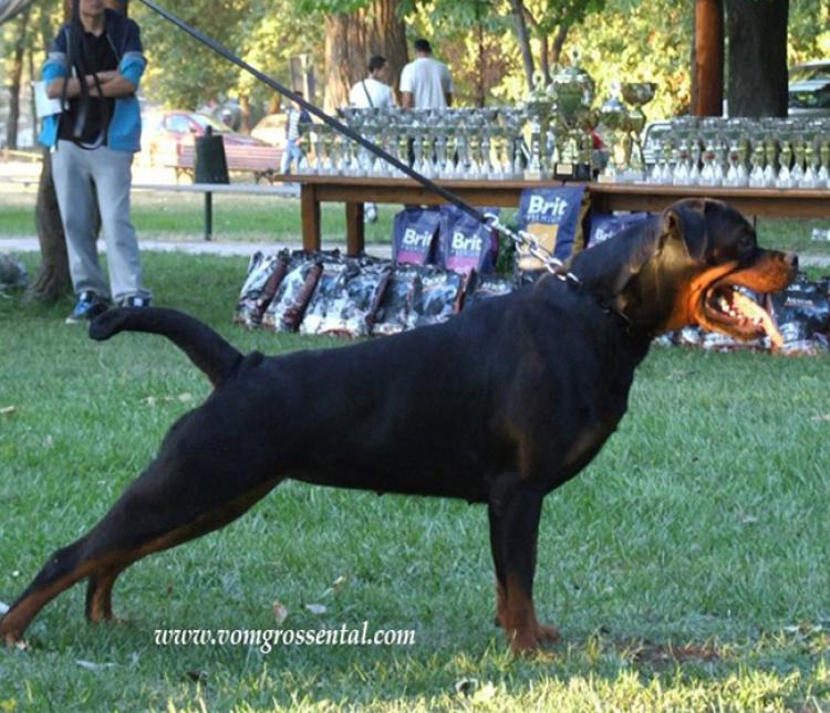 Rottweiler.  Ch. Ruby Miracle Rott.