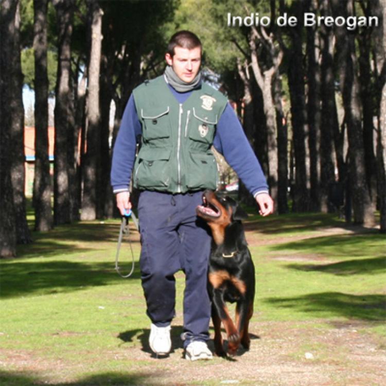 Rottweiler.  Ch. Indio De Breogan.