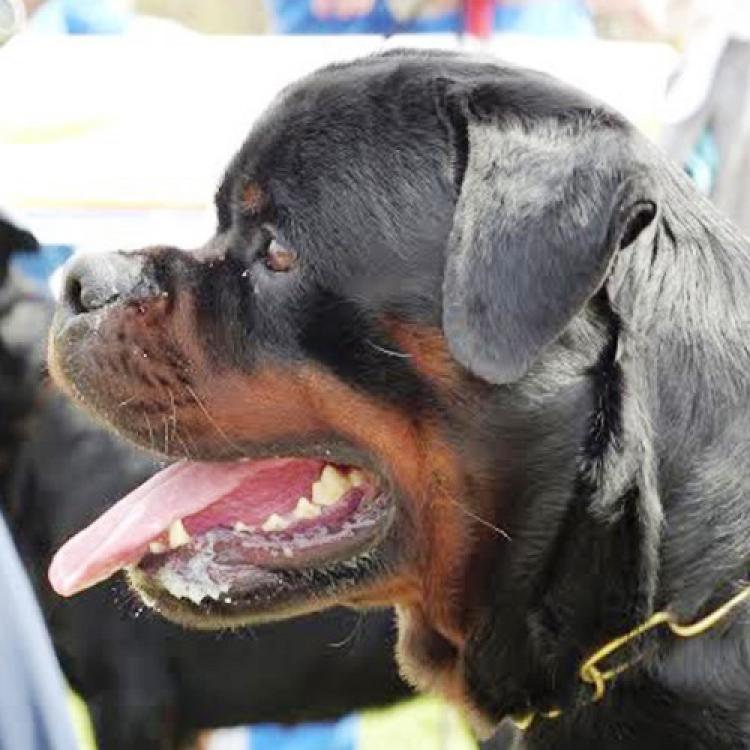 Rottweiler.  Ch. Mauser Of Nicola´s Lion.