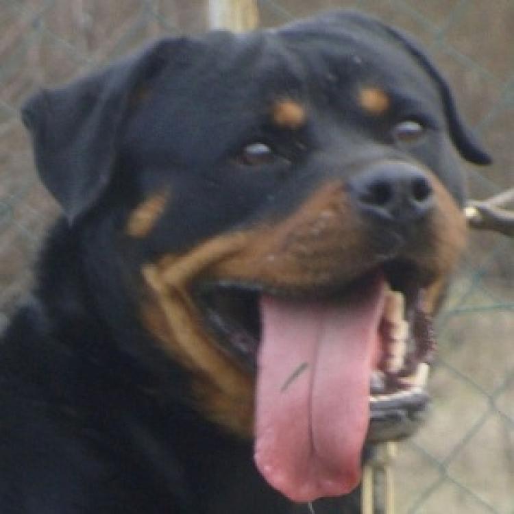 TÃtulos obtenidos por nuestros perros Rottweiler. Wedrana Of Nicola s Lion. TÃtulos obtenidos por nuestros perros Rottweiler. Wedrana Of Nicola s Lion.