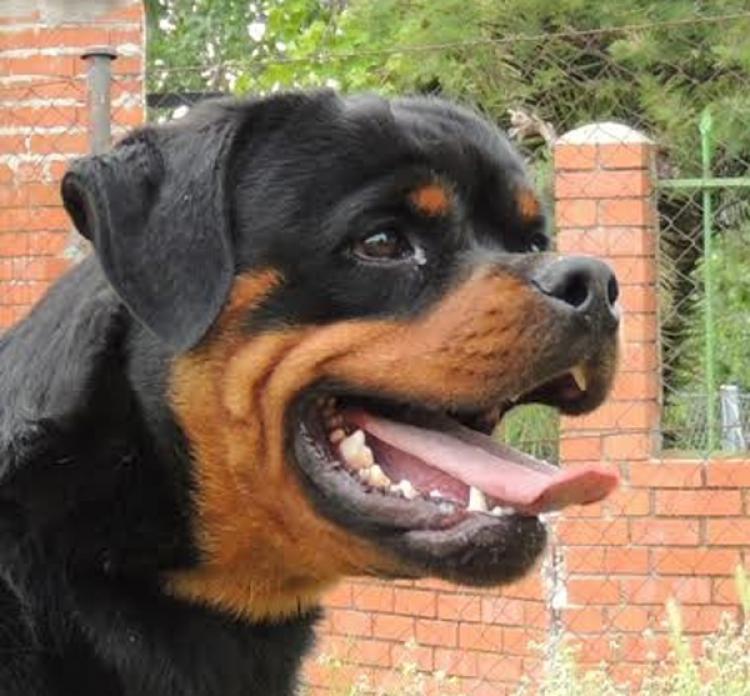 Rottweiler. Cash Del Calvijar.