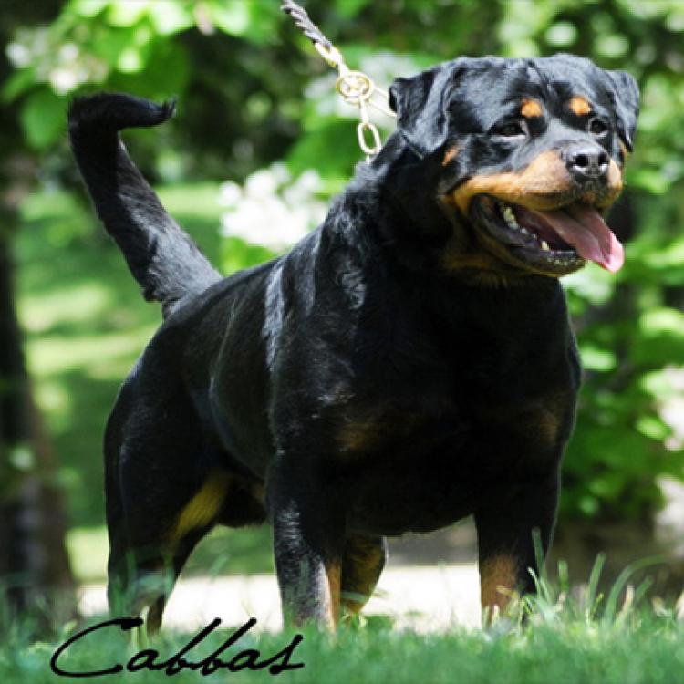Rottweiler.  Ch. Carlo Von Hause Haase.