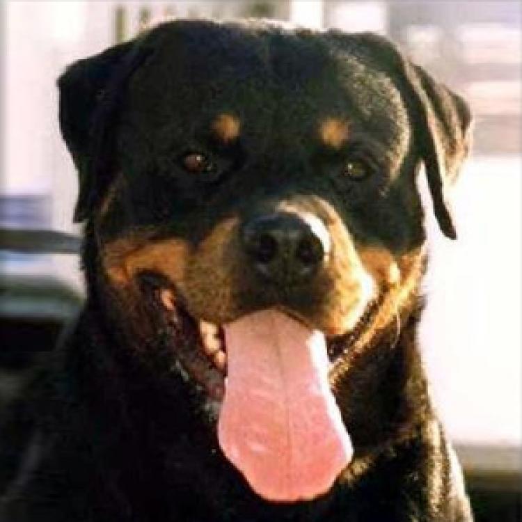TÃtulos obtenidos por nuestros perros Rottweiler. Jackomo von der Bleichstrasse. TÃtulos obtenidos por nuestros perros Rottweiler. Jackomo von der Bleichstrasse.