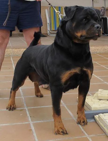 Rottweiler. Basia De Breogan.