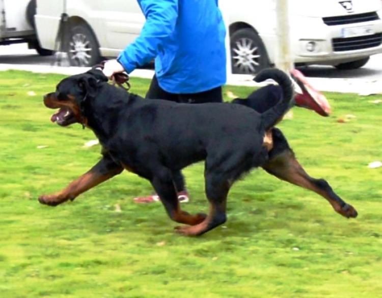 Rottweiler.  Ch. Attosh De Breogan.