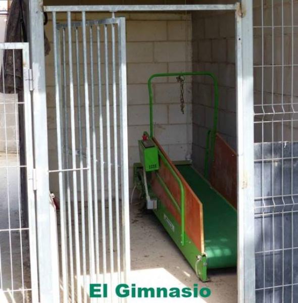 Rottweiler. Rottweiler.