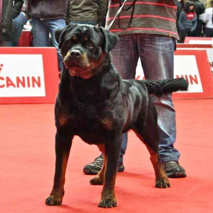 Rottweiler. Jordan Das Aguas Do Mondego.