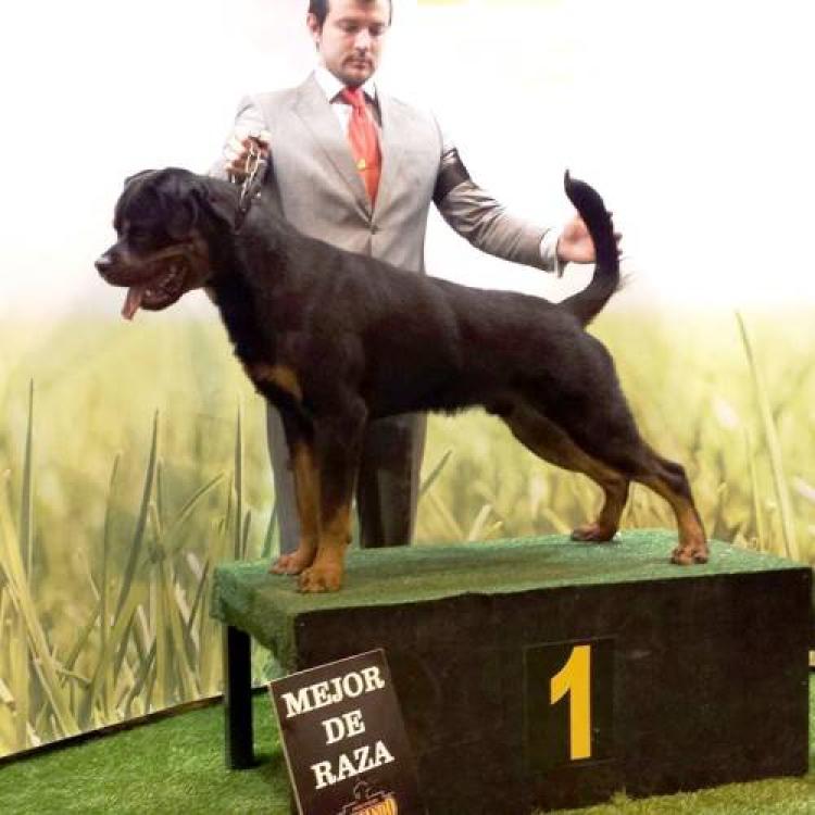 Rottweiler.  Ch. Attos De Breogan.