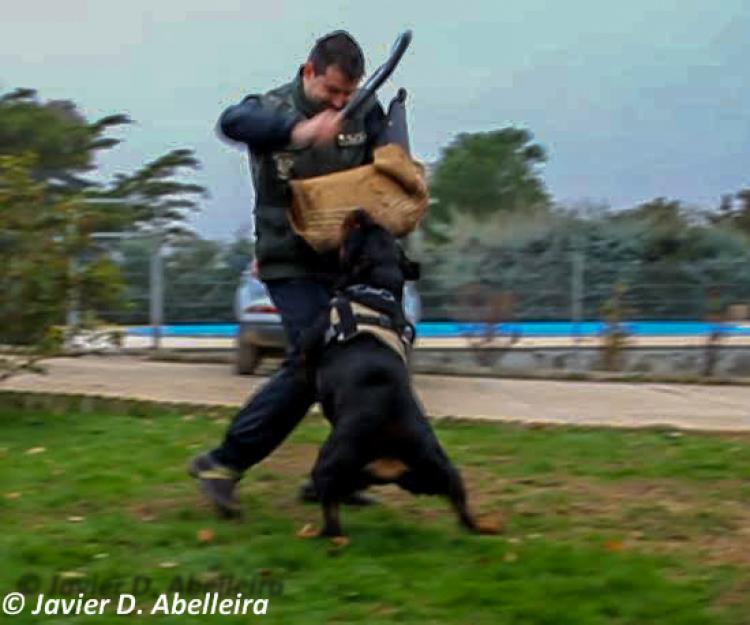 Rottweiler.  Ch. Falco Von Haus Drazic.
