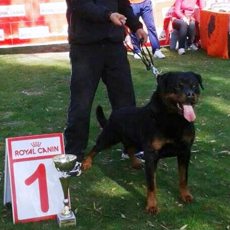Rottweiler.  Ch. Marko De Breogan.
