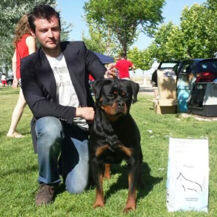 Rottweiler.  Ch. Farah Od Vadanora.