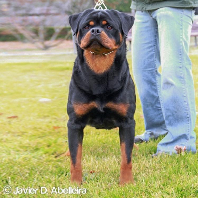 Rottweiler.  Ch. Falco Von Haus Drazic.