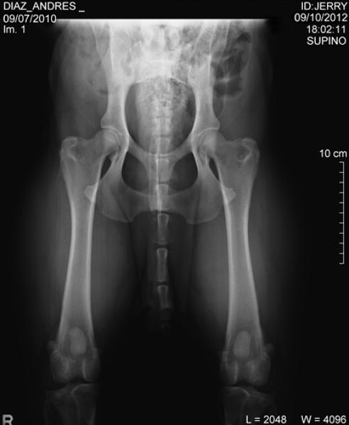 Rottweiler.  Ch. Jerry Lee Van Gorgar. Rottweiler.  Ch. Jerry Lee Van Gorgar.