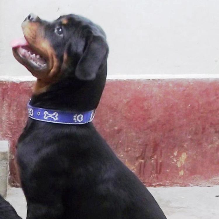 Rottweiler. Dora De Breogan.