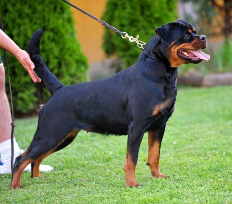 Rottweiler.  Ch. Fani Vom Hause Pista.