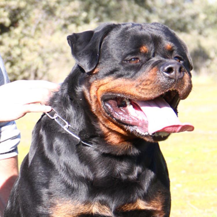 Rottweiler.  Ch. Jerry Lee Van Gorgar.