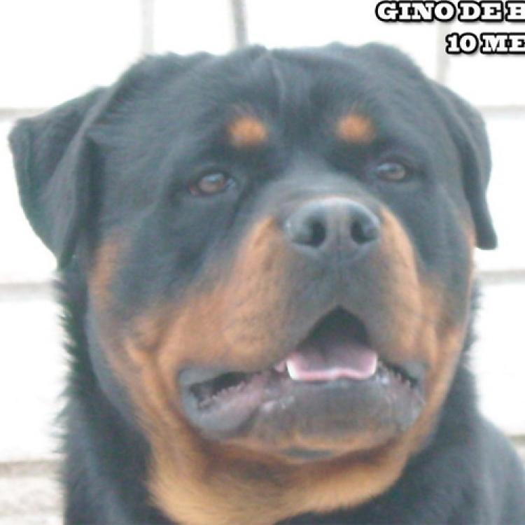 Rottweiler. Gino De Breogan.