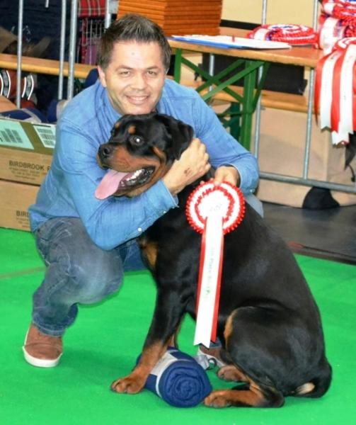 Rottweiler. Prince Von Haus Drazic.