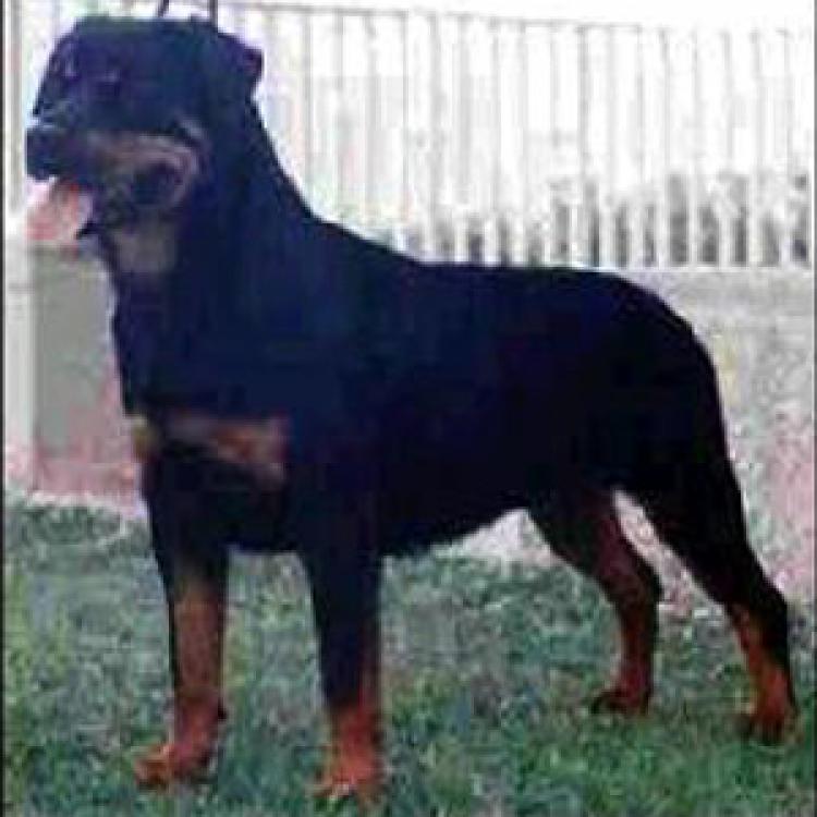 Rottweiler.  Ch. Trufa De Breogan.