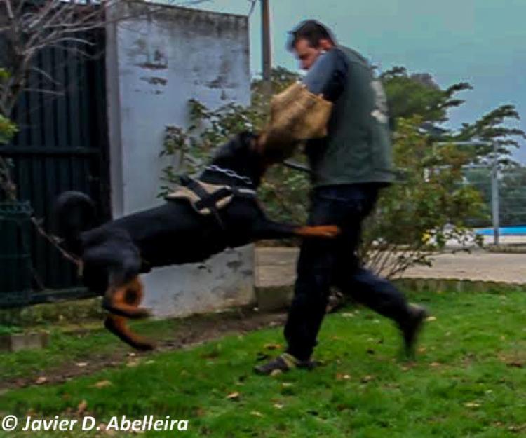 Rottweiler.  Ch. Falco Von Haus Drazic.